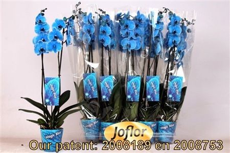 Pianta Phalaenopsis Blue
