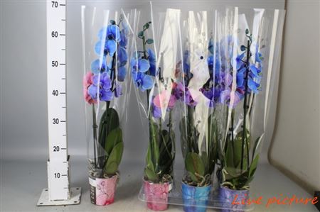 Pianta Phalaenopsis Blue