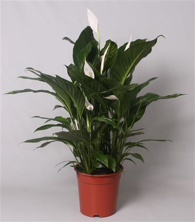 Pianta Spathiphyllum Bingo Cupido