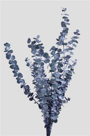 Preserved Eucalyptus Baby Blue - Green - 180 Gr.
