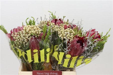 Protea Bq 3 Flower