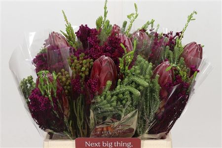 Protea Bq