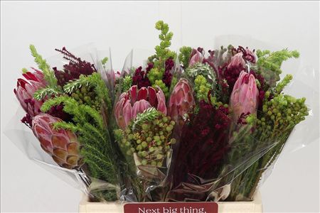 Protea Bq Compacta