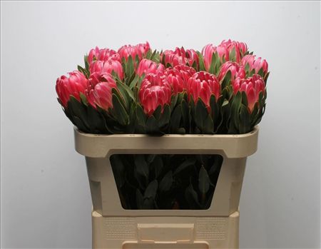 Protea Brenda
