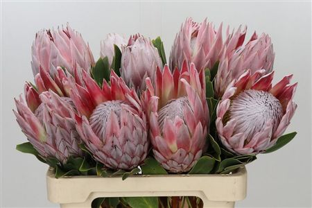 Protea Cynaroides (king)