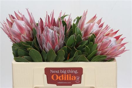 Protea Cynaroides (king)