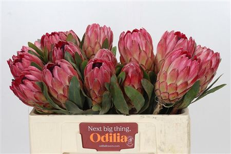 Protea Sylvia