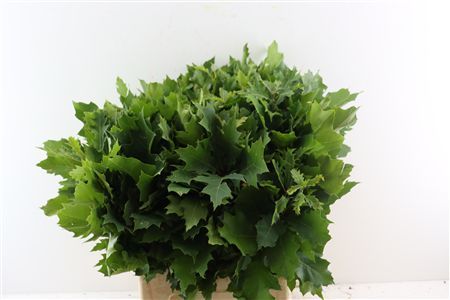 Quercus (eik) Rubra