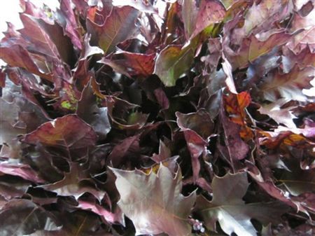 Quercus Rubra Aubergine
