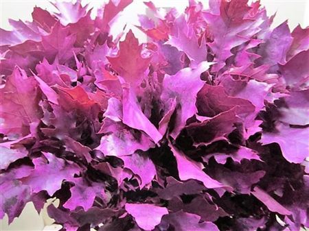 Quercus Rubra Cerise