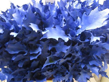Quercus Rubra Dark Blauw