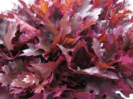 Quercus Rubra Dark Cerise