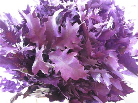 Quercus Rubra Purple