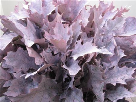 Quercus Rubra Rose (frost)