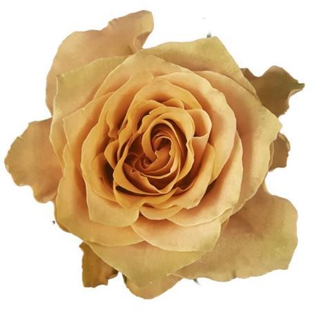 Rosa Ec Caramel Macchiato High Connection