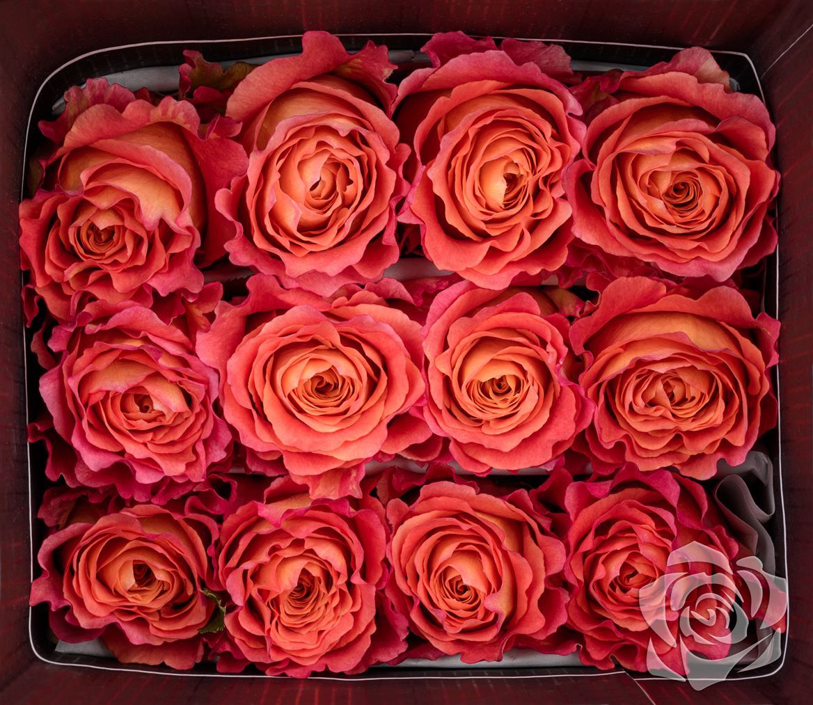 Rosa Ec Free Spirit Flores Verdes