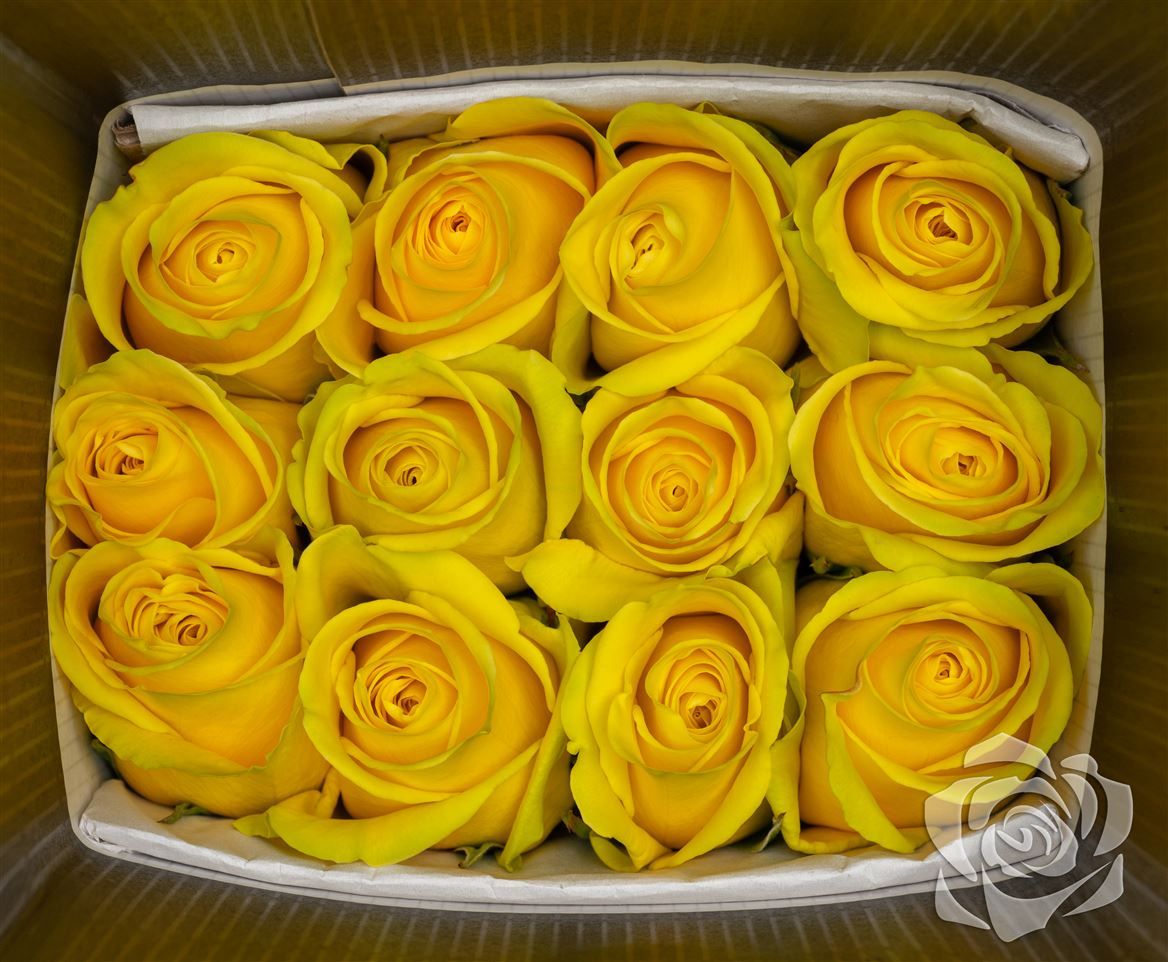 Rosa Ec Goldfinch Royal