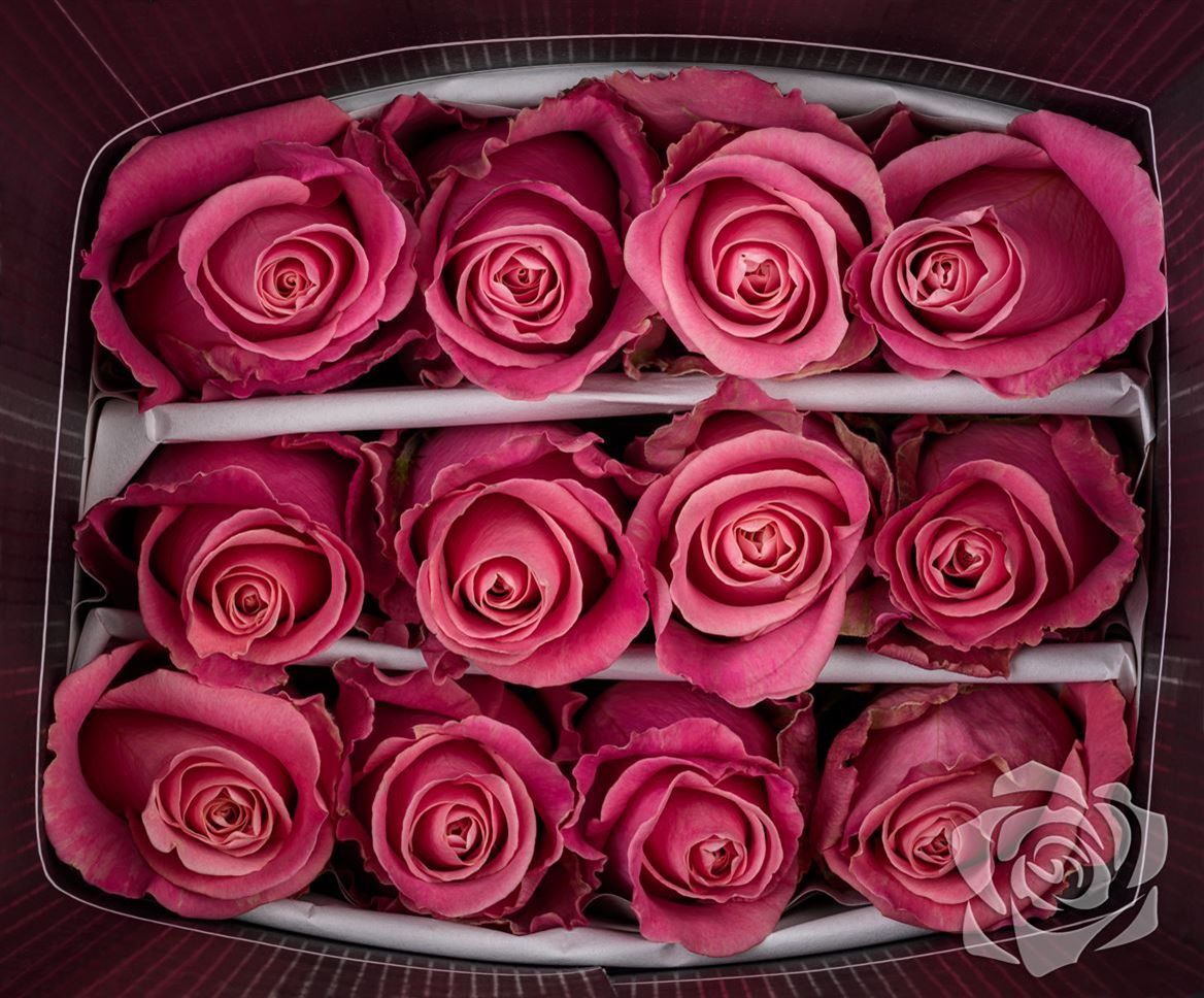 Rosa Ec Hermosa High Connection