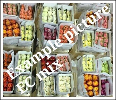 Rosa Ec Mix In Box