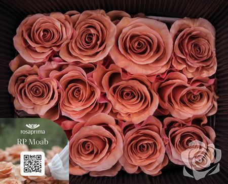 Rosa Ec Moab Tavola