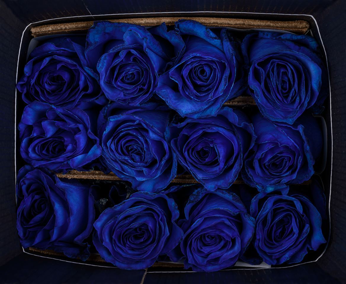 Rosa Ec Mondial Blue Tinted Flore Verdes