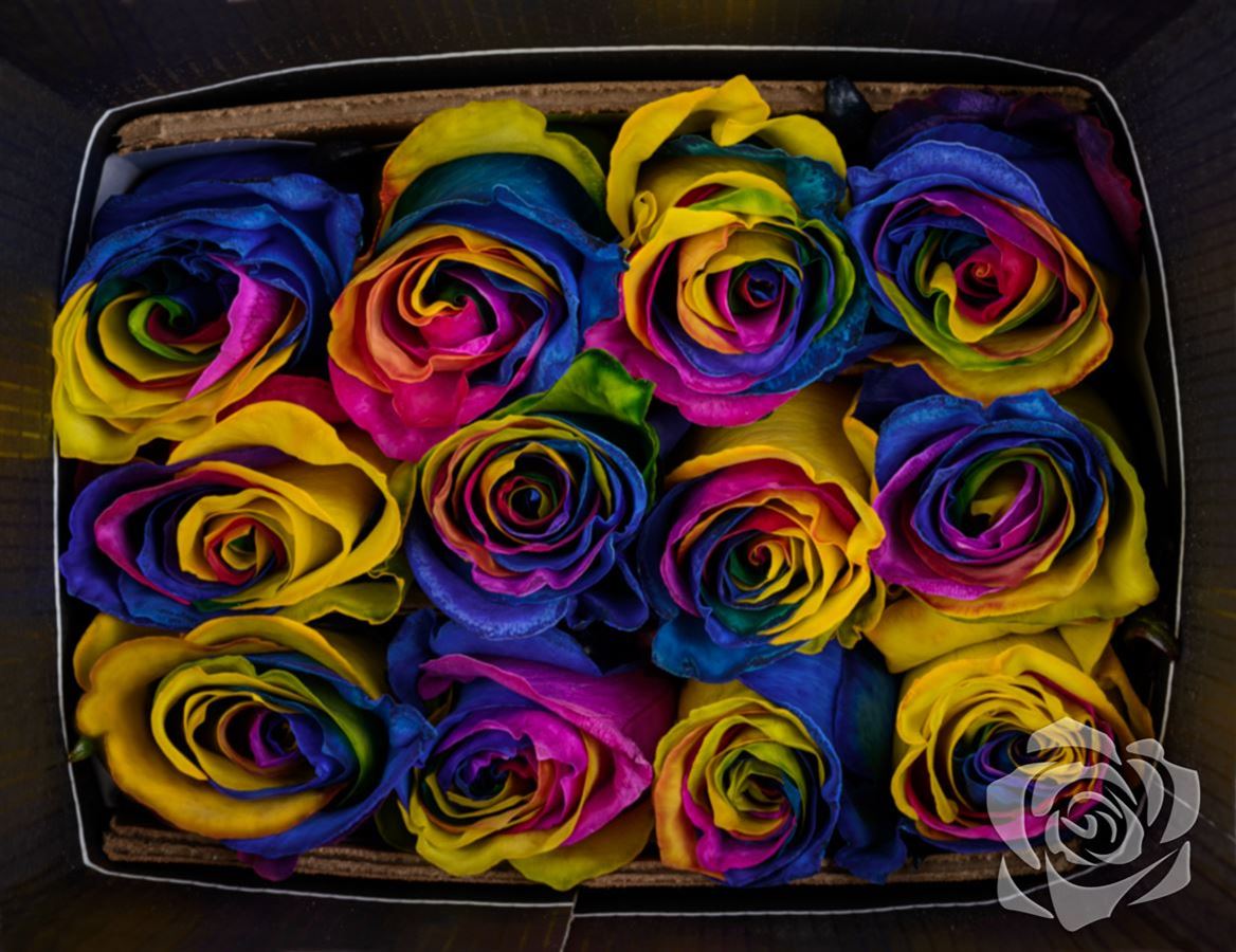 Rosa Ec Mondial Tinted Rainbow Azaya