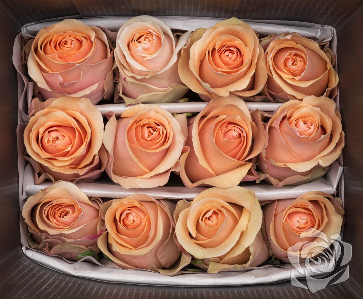 Rosa Ec Nectarine Garda