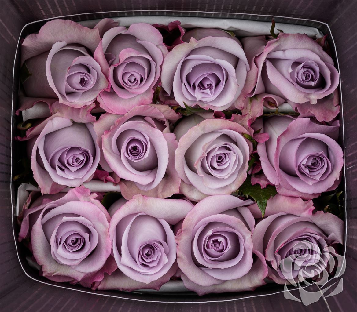 Rosa Ec Ocean Song Valthoming