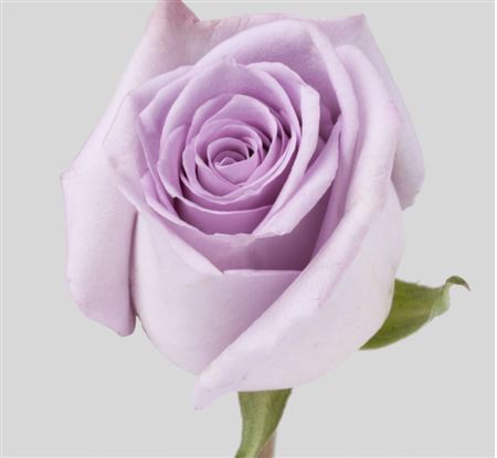 Rosa Ec Ocean Song Valthoming