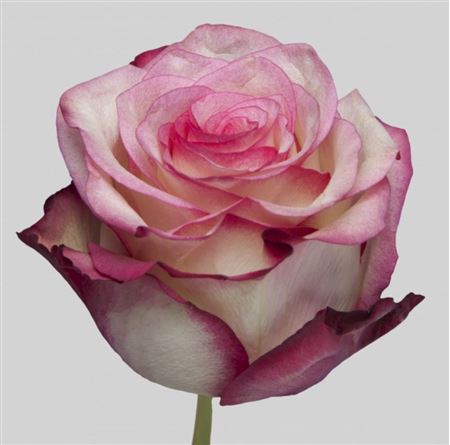 Rosa Ec Paloma Jardines