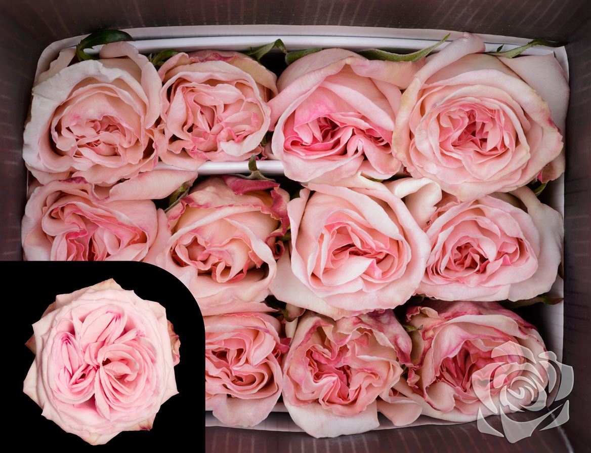Rosa Garden Pink O Hara Garda