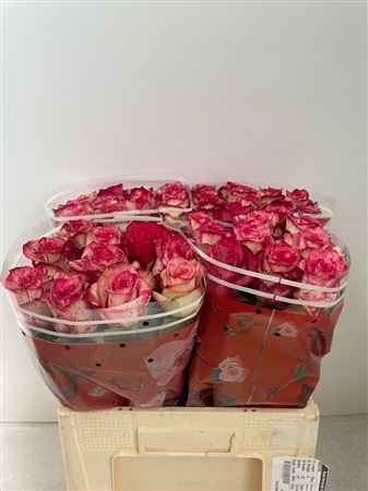 Rosa Ke Barracuda
