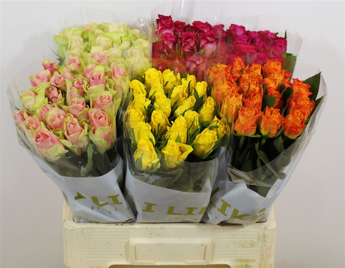 Rosa Ke Mix In Box 60 Cm Fontana