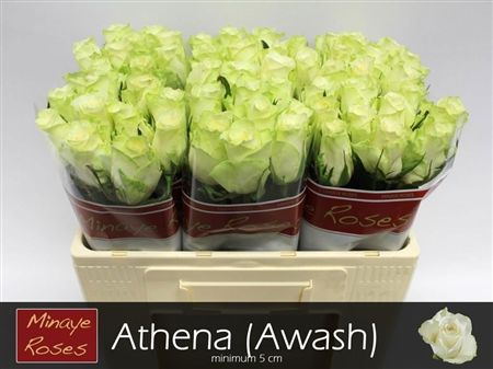 Rosa Large Athena