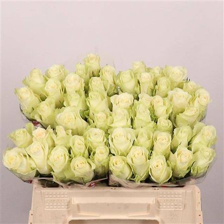 Rosa Large Athena