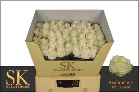 Rosa Large Avalanche+ Koene White