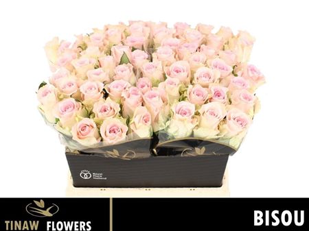 Rosa Large Bisou