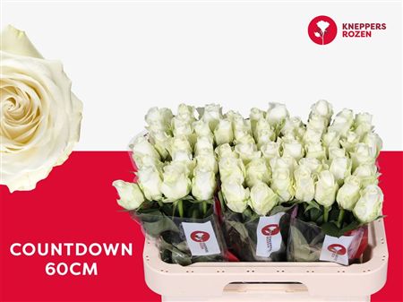 Rosa Large Countdown