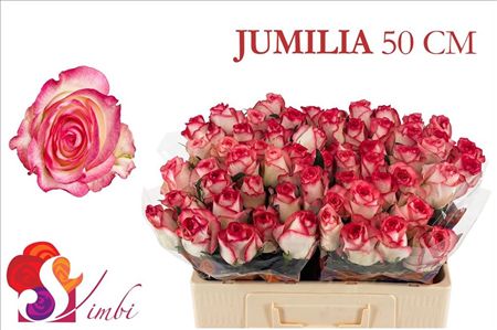Rosa Large Jumilia