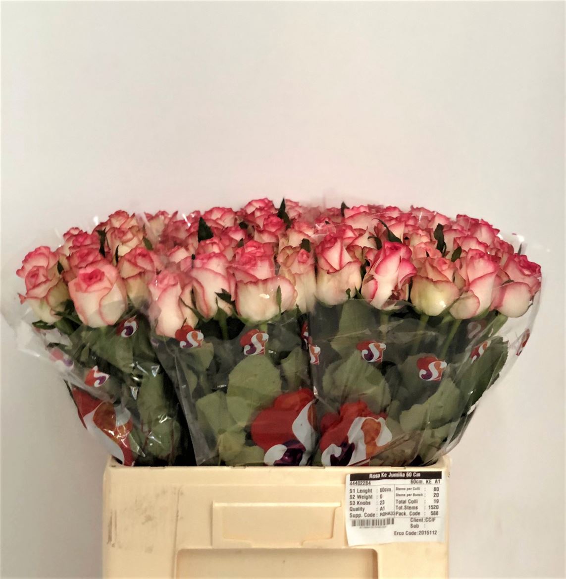 Rosa Large Jumilia