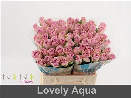 Rosa Large Lovely Auqa!