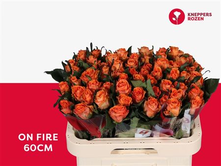 Rosa Large On Fire