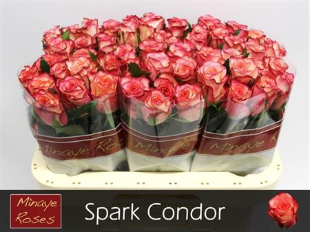 Rosa Large Spark Condor