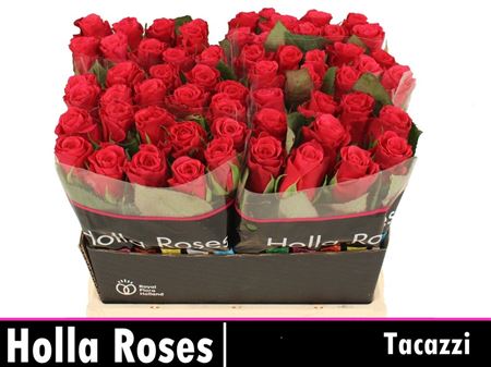 Rosa Large Tacazzi+