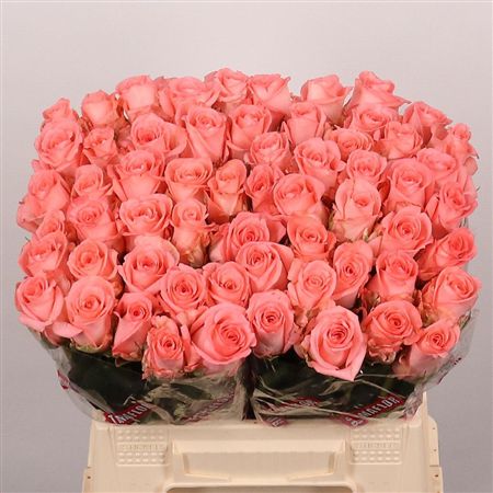 Rosa Large Unicorn