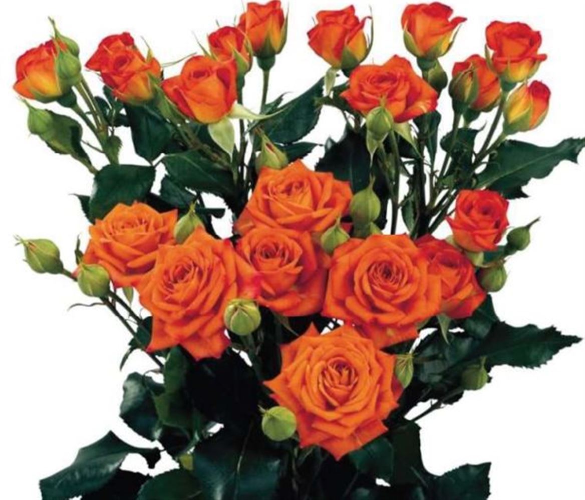 Rosa Spray Babe Megaspin