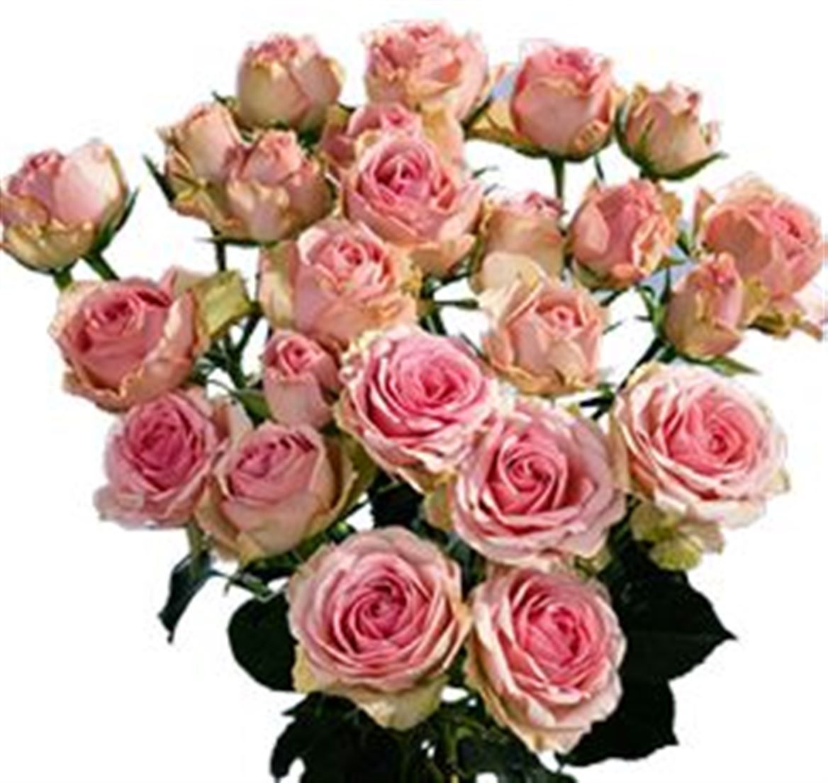 Rosa Spray Dinara Megaspin