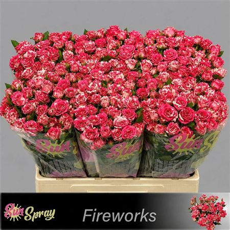 Rosa Spray Fireworks