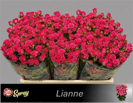 Rosa Spray Lianne