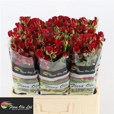 Rosa Spray Mirabel